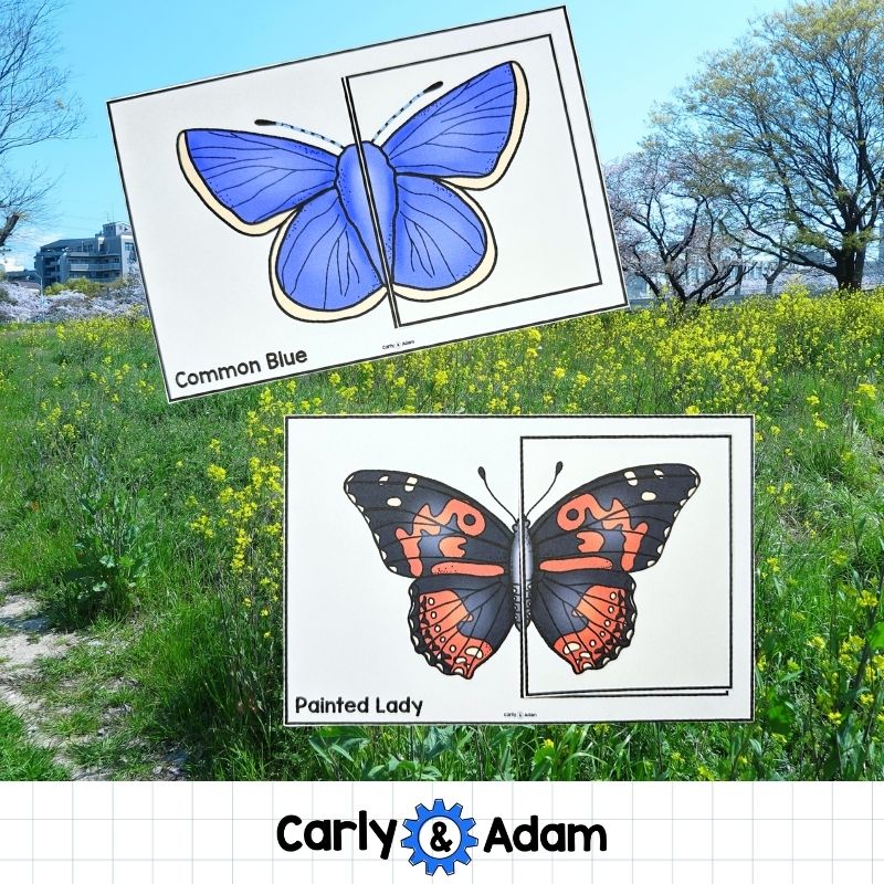 Butterfly Symmetry Lesson Waiting for Wings Pre-K and Kindergarten Activity — preview 5