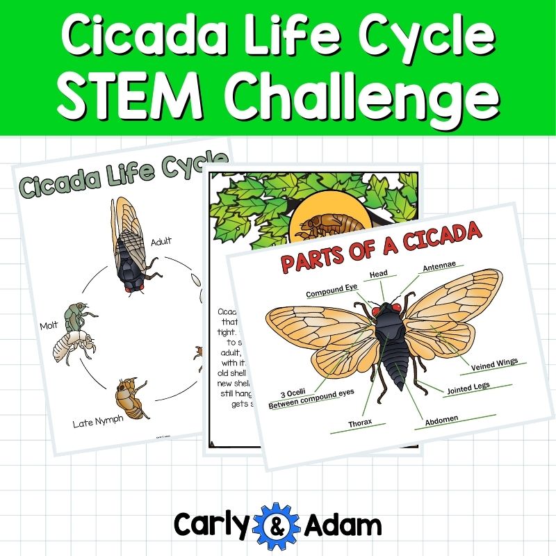 Cicada Life Cycle STEM Challenge Cicada Emergence, Broods, Bug Science — preview 5