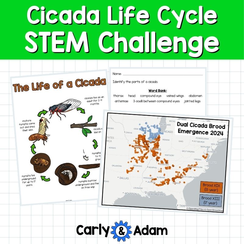 Cicada Life Cycle STEM Challenge Cicada Emergence, Broods, Bug Science — preview 9