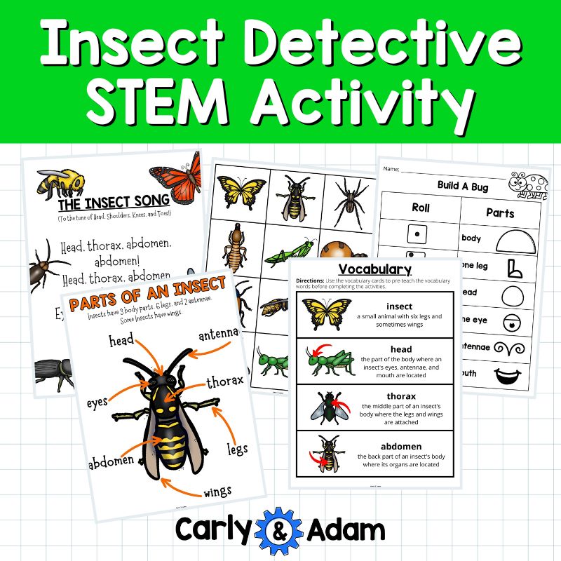 Kindergarten STEM Challenge Bug Sort, Bugs investigation, Insect Detective Book — preview 3
