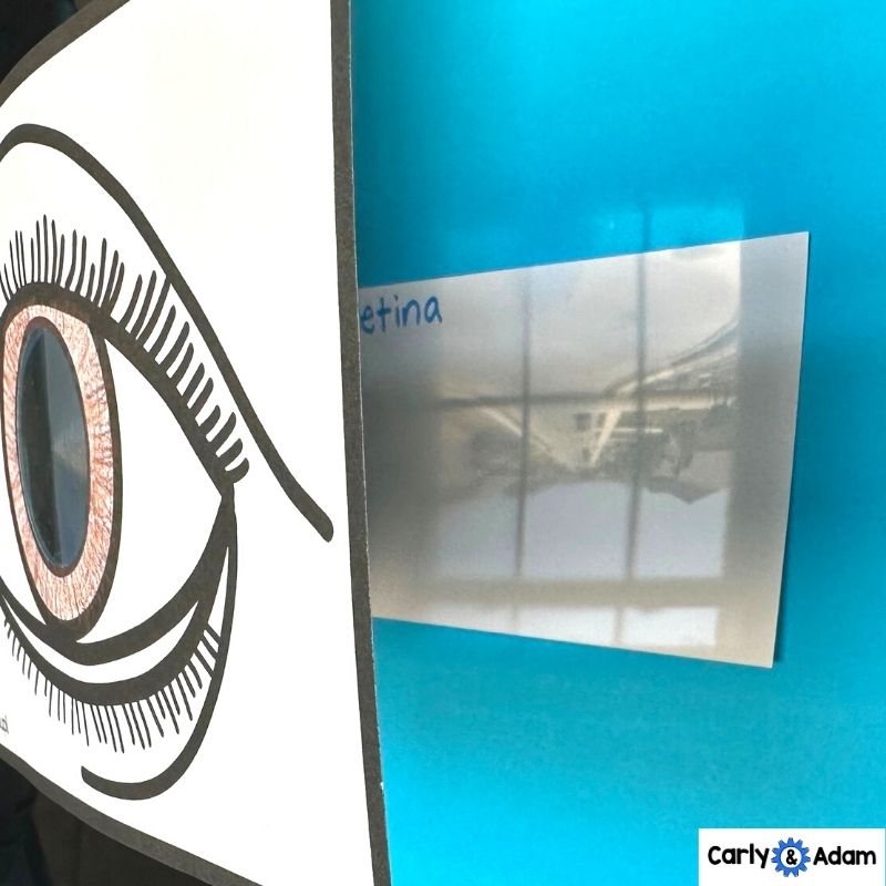 4th Grade Science The Doctor with an Eye for Eyes Read Aloud STEM Challenge — preview 5
