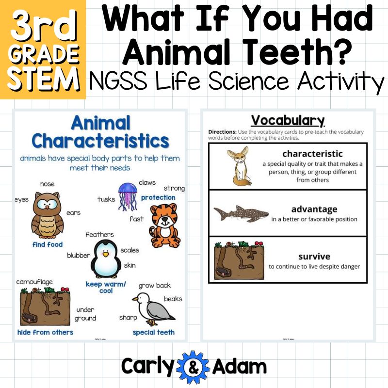 What If You Had Animal Teeth? Animal Maker 3rd Grade STEM Activity NGSS 3-LS4-2 — preview 6