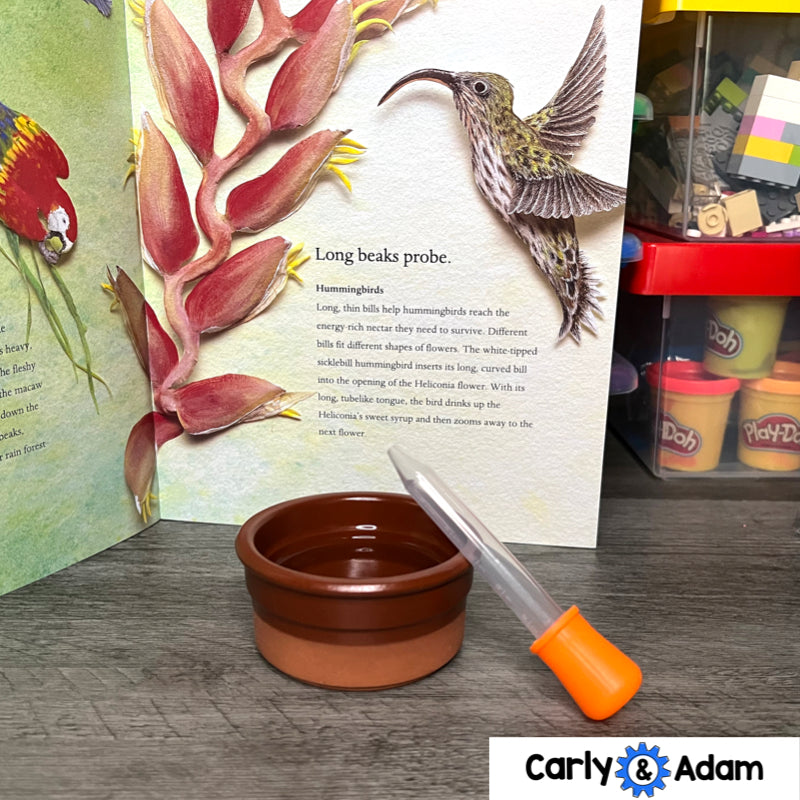 Bird Beaks 3rd Grade STEM Activity NGSS Life Science 3-LS4-3 — preview 7