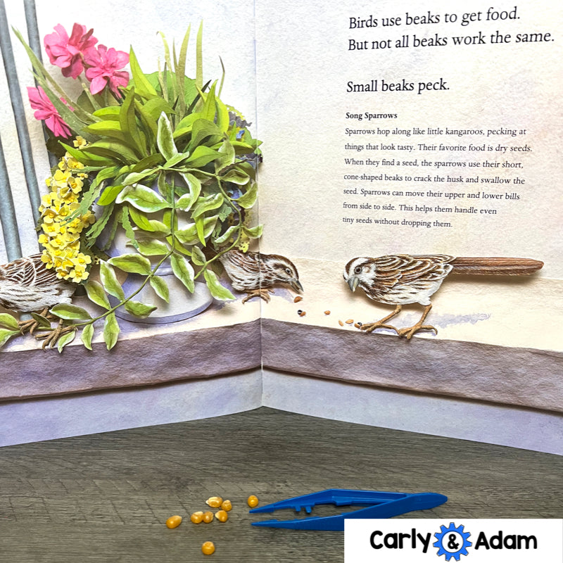 Bird Beaks 3rd Grade STEM Activity NGSS Life Science 3-LS4-3 — preview 8