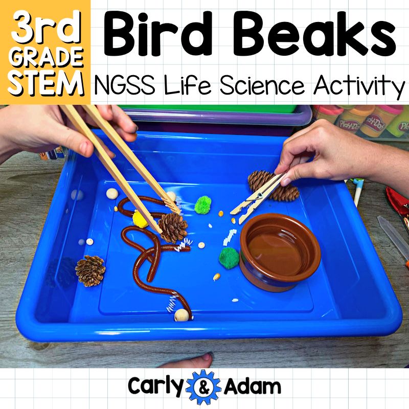 Bird Beaks 3rd Grade STEM Activity NGSS Life Science 3-LS4-3 — preview 1
