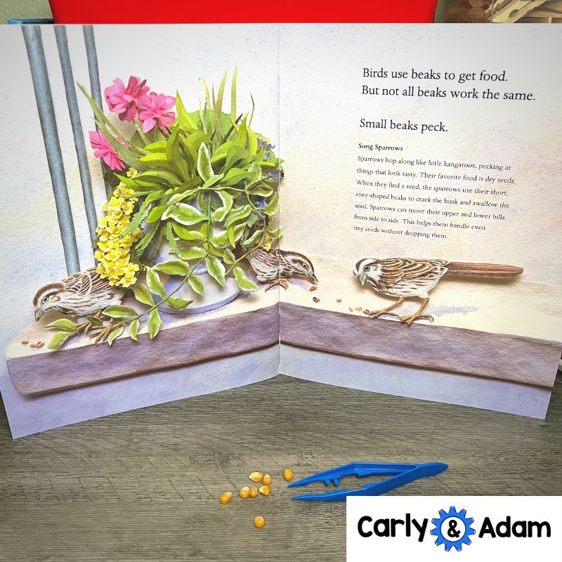 Bird Beaks 3rd Grade STEM Activity NGSS Life Science 3-LS4-3 — preview 13
