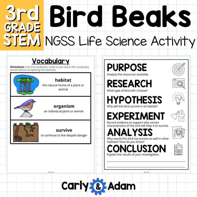 Bird Beaks 3rd Grade STEM Activity NGSS Life Science 3-LS4-3 — preview 17