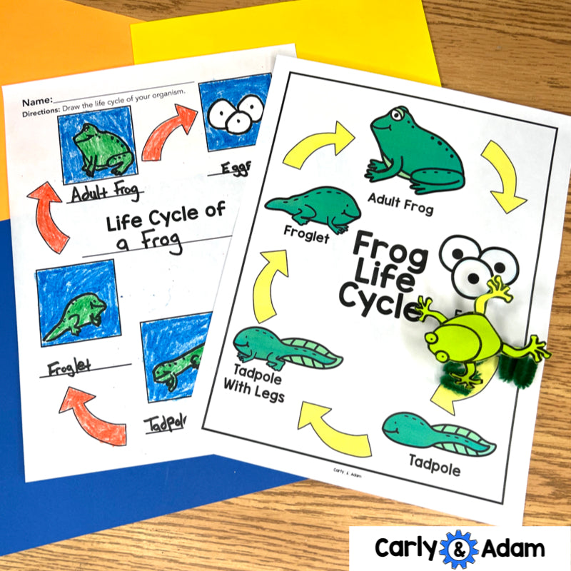 999 Tadpoles 3rd Grade NGSS Animal Life Cycles STEM Activity — preview 4