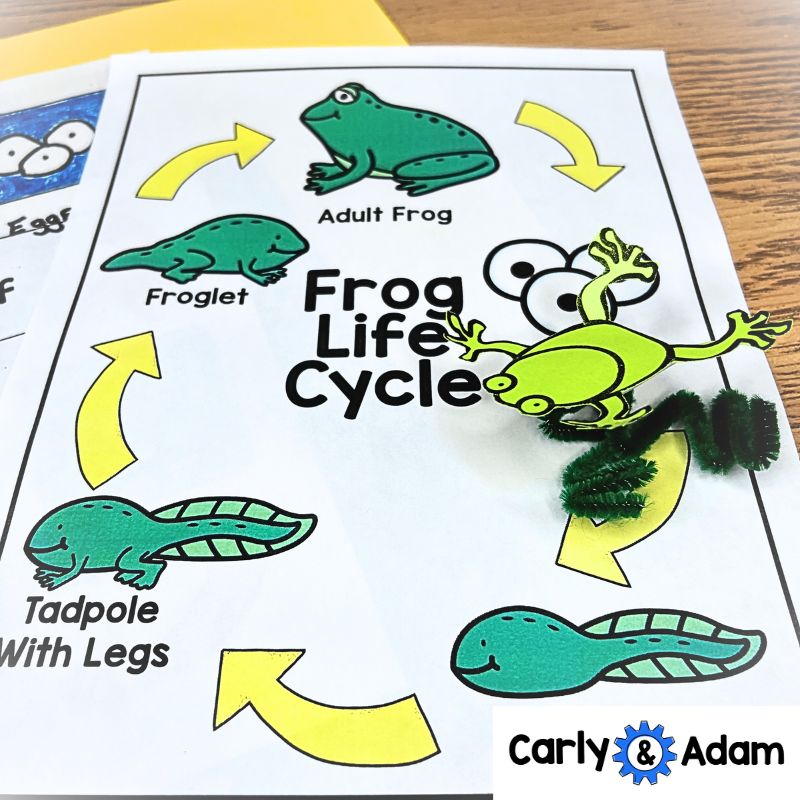 999 Tadpoles 3rd Grade NGSS Animal Life Cycles STEM Activity — preview 5