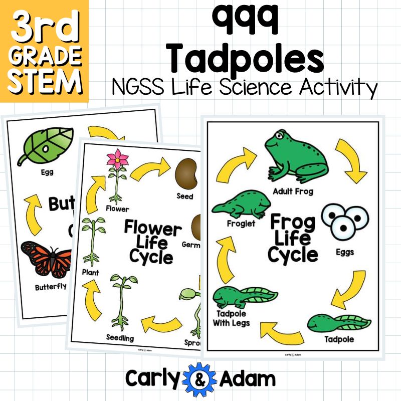 999 Tadpoles 3rd Grade NGSS Animal Life Cycles STEM Activity — preview 7
