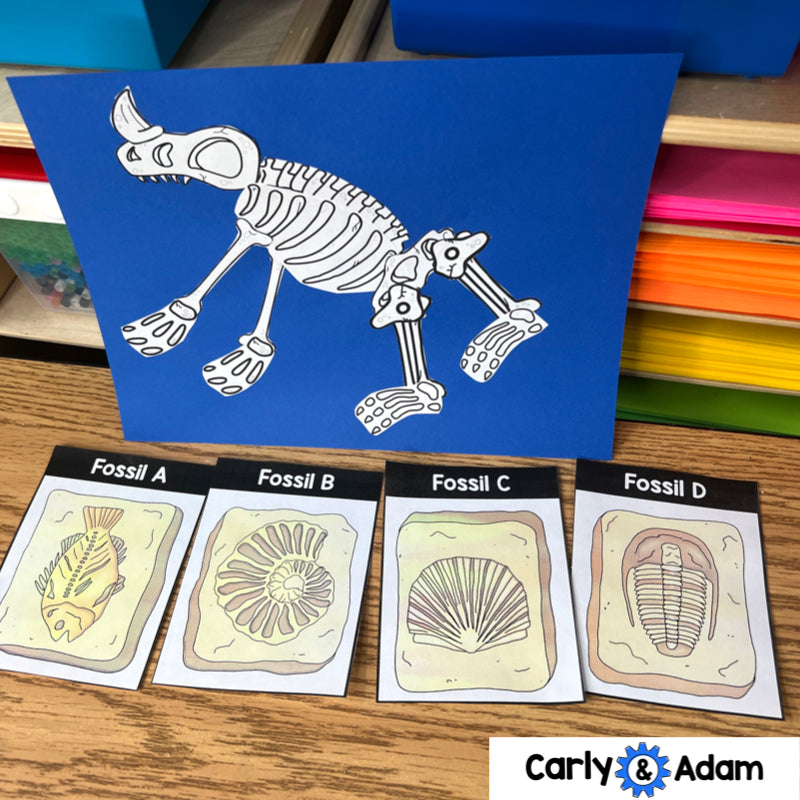 Fossils Tell Stories 3rd Grade Science Lesson NGSS Aligned — preview 3