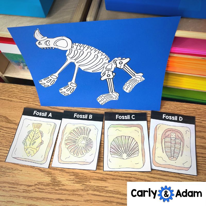 Fossils Tell Stories 3rd Grade Science Lesson NGSS Aligned — preview 6