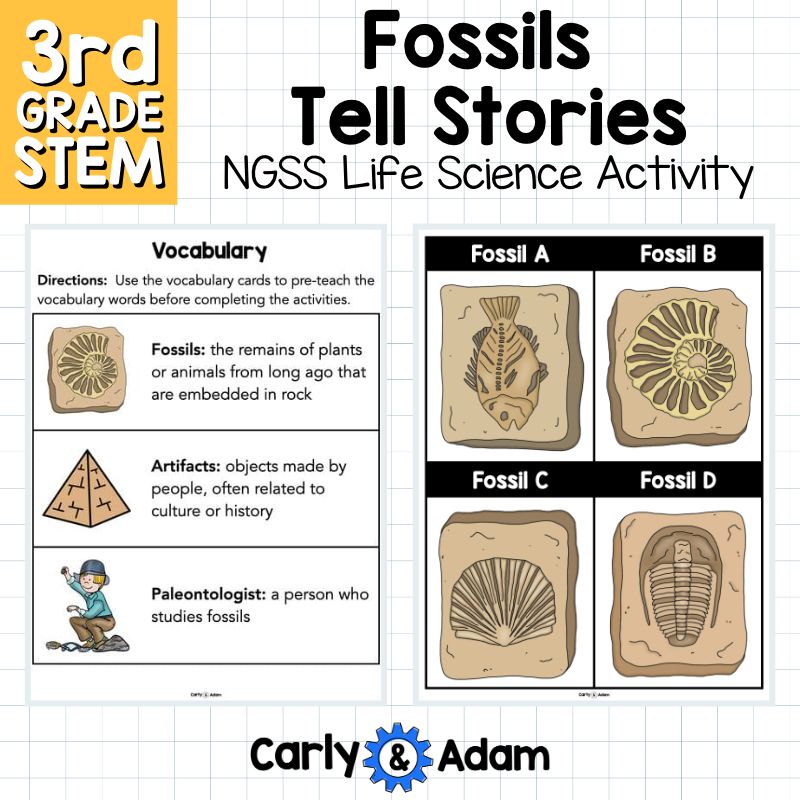 Fossils Tell Stories 3rd Grade Science Lesson NGSS Aligned — preview 8