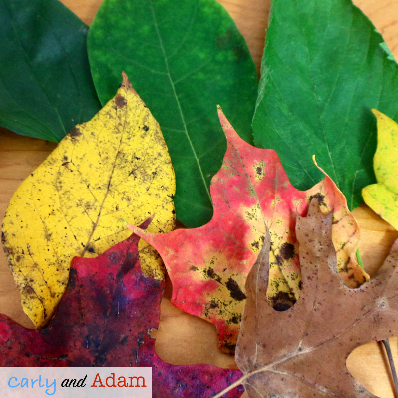 Why Do Leaves Change Color? Autumn Leaves Fall STEM Activity