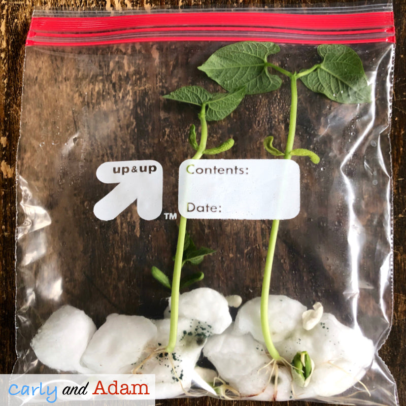 Grow A Plant STEM Activity