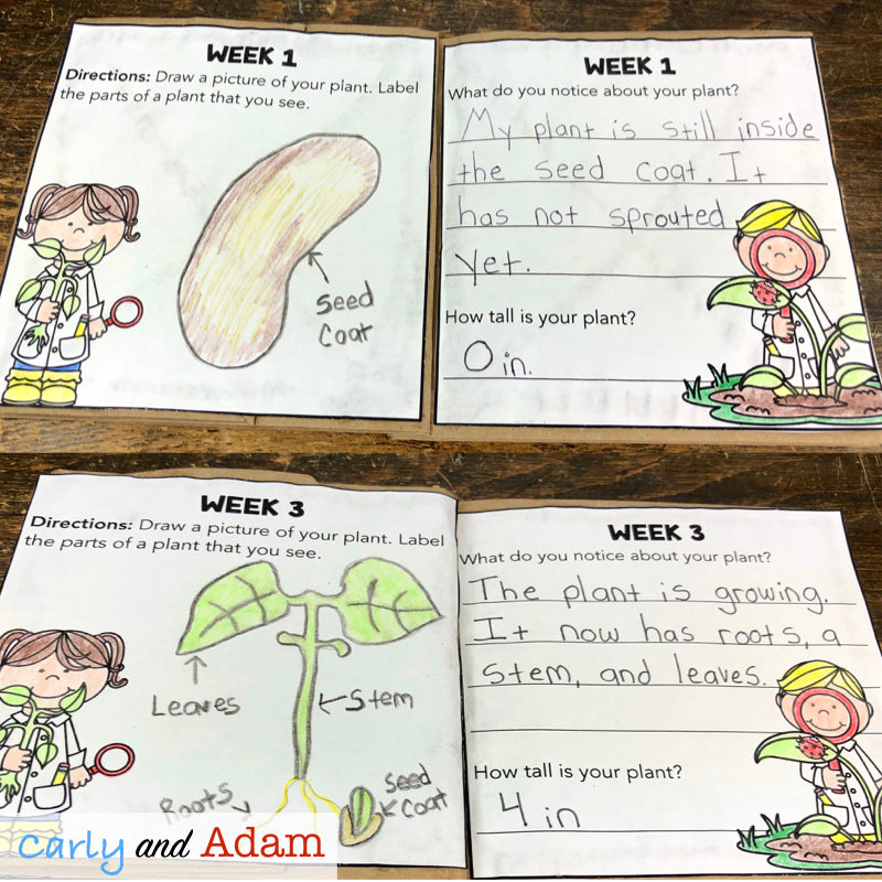 Grow A Plant STEM Activity