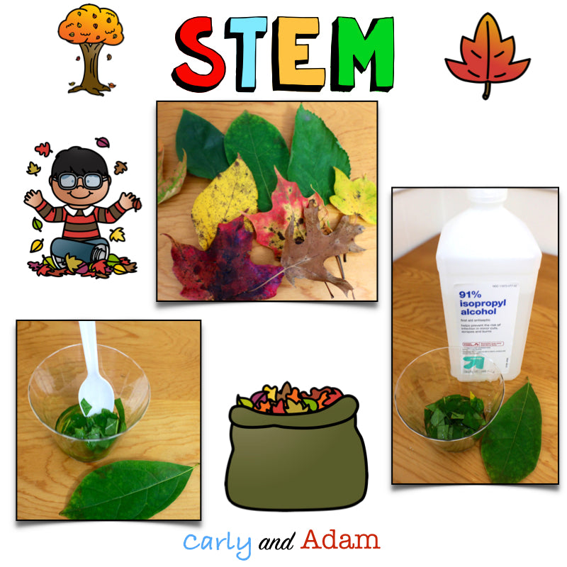 Why Do Leaves Change Color? Autumn Leaves Fall STEM Activity