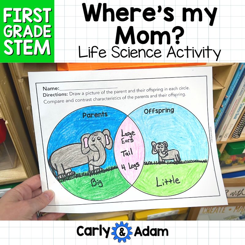 1st Grade Science Lesson Heredity and Traits STEM Activity — preview 1