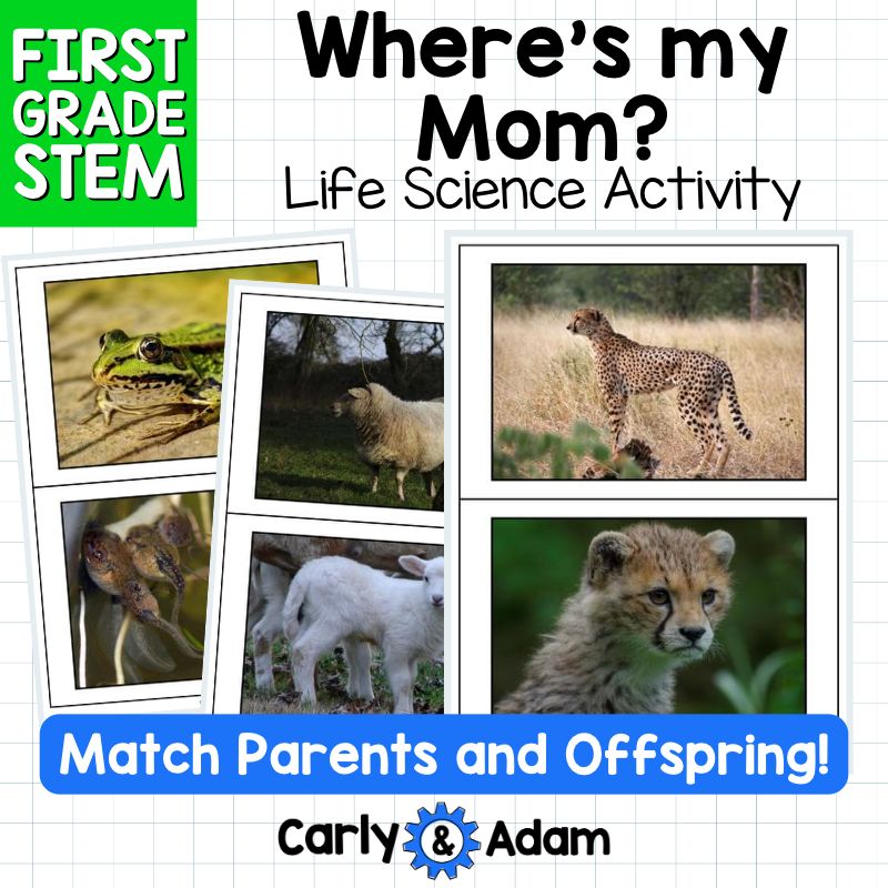1st Grade Science Lesson Heredity and Traits STEM Activity — preview 5