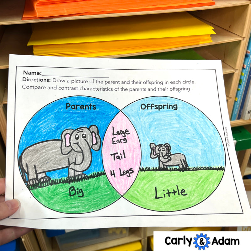 1st Grade Science Lesson Heredity and Traits STEM Activity — preview 6