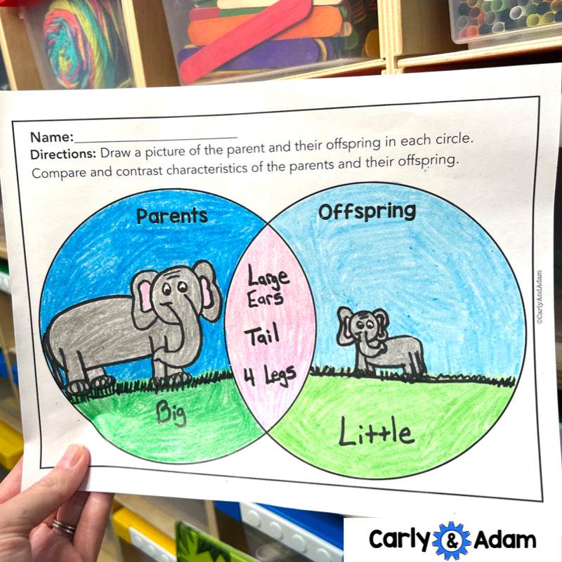 1st Grade Science Lesson Heredity and Traits STEM Activity — preview 8