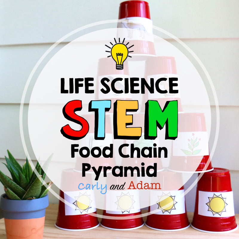 Food Chain Pyramid Life Science STEM Activity