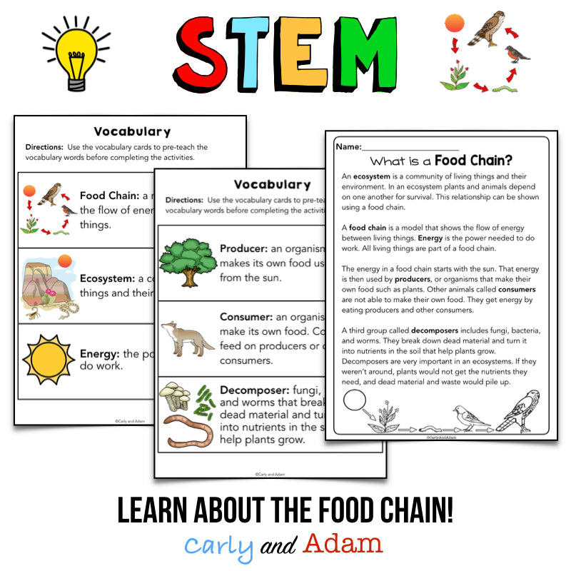 Food Chain Pyramid Life Science STEM Activity
