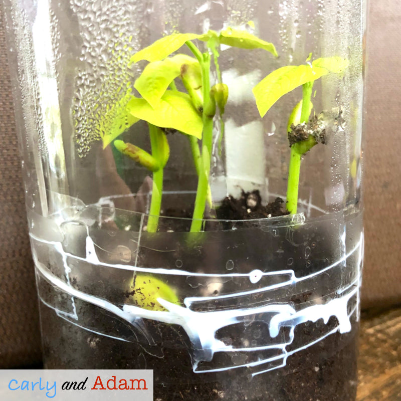 Create a Self-Contained Ecosystem STEM Activity